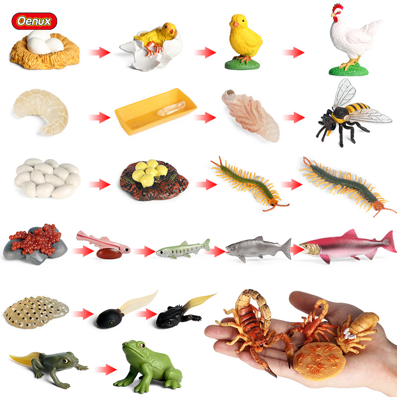 Baby Products Pictures - Oenux Life การเจริญเติบโตจำลองแมลงผีเสื้อกบไก่ Action ตัวเลขสัตว์ชุดเด็กการศึกษา Miniature
